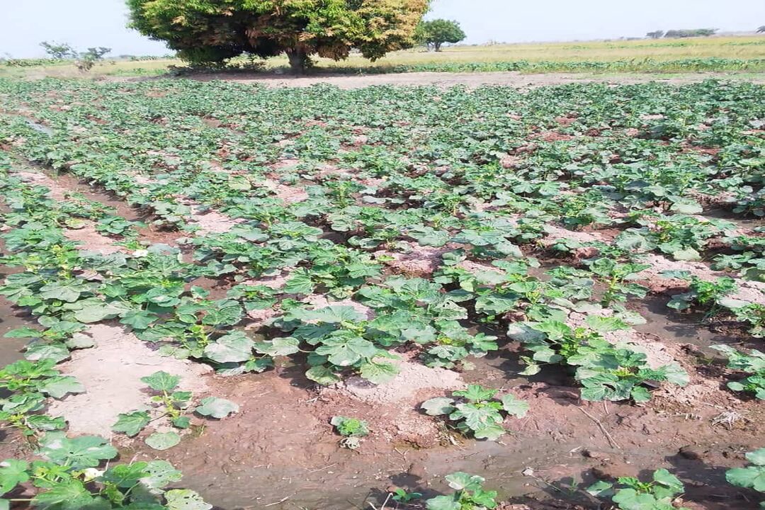 Sustainable Agriculture Solutions 2